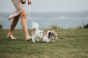A couple's dog included in the wedding party