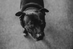Gledswood Wedding - bride and groom's dog