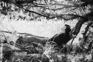 Family Photograph - a boy lays across a low tree branch