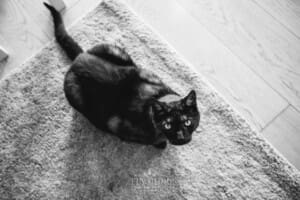 Engagement Photographer: a couple's black cat sits on a white floor rug