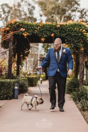 A groom walks with his pug dog down a path towards the wedding