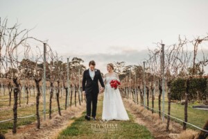 A bride and groom walk holding hands through the vineyards at Bendooley Estate